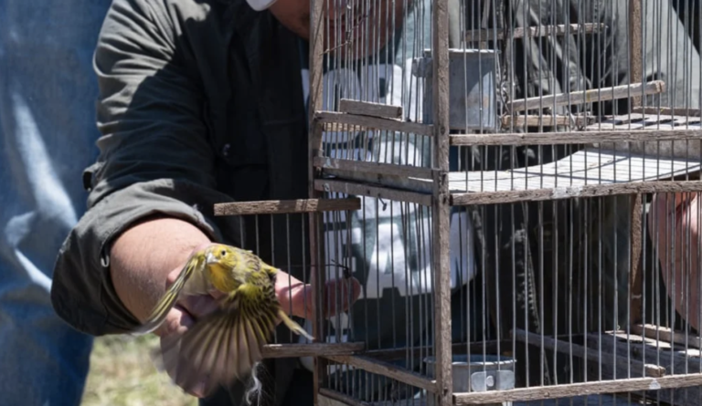 Liberaron fauna en Altos de Chipión
